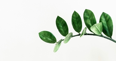 branch with green leaves along it